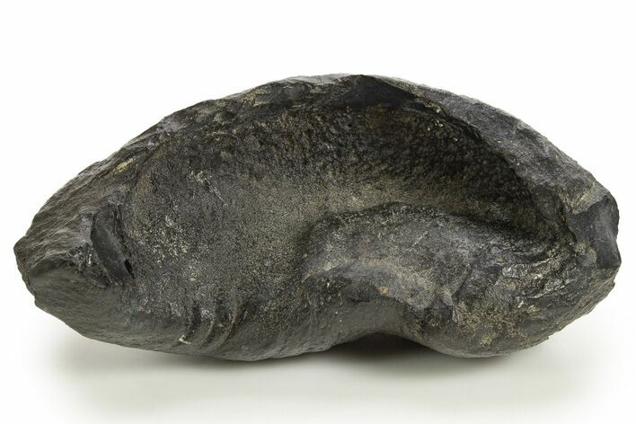 Huge, Fossil Whale Ear Bone - South Carolina #325701